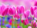 pink_tulips_flowers-2560x1600