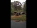 Дерево упало на дом
