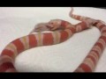 Двухголовая змея-альбинос обедает ...