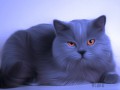 котя