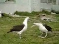 Птичий танец