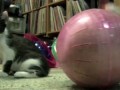 Сферический кот (не в вакууме)