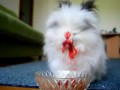 Rabbit Eating Strawberries & Cherries (Cute Rabbit Eating Raspberries)