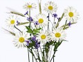 wiesenblumen 1