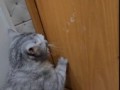 Выпустите кота