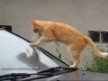 Кот - стеклоочиститель