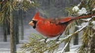 Woodland Cardinal-2