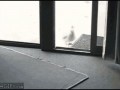 Sneaky_seagull_glass