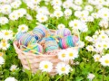 Holidays_Easter_Bellis_477380