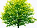 tree_PNG224.1png