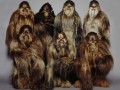 767px-WookieeWarriors