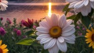 ,АХ,ЛЕТО_01