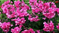 IMG_9712 копия