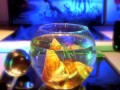 АКВАРИУМ - AQUARIUM - Gold Fish