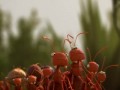 Почему муравьи путешествуют группой?