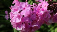 IMG_0028 копия