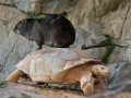 Катание на черепахе