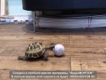 Черепаха здорового человека