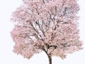 _vishnya_3_yapfiles.ru