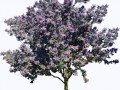 1445344704_trees-and-shrubs-04