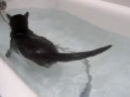 Водоплавающий кот