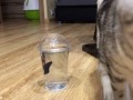 Котейка ловит рыбку