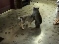Медвежонок и волчонок играются