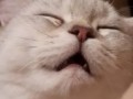 Зёв Котзиллы