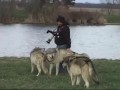 Дружелюбные волки