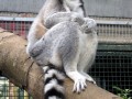 Ring.tailed.lemur.situp.arp