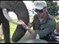Elephant crashes into tourists at their dinner table