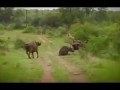 [RAW] Buffalo Throws Lion Into Air -Helps Friend Buffalo-Saves From Being Eaten By Lion