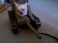 Tank Dog Weapons Test