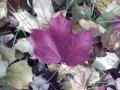 -0129 фиолетовый кленовый лист