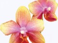 Приветствие Орхидеи