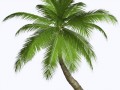 1429461470_palm_tree_png2492