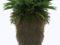 large_green_palm_tree_3d_model_64b1b703-eae6-4fbb-96fc-b38a407b1737