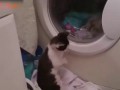 Кошки | Видео приколы | FUNNY CATS | Cats 2 Cats#81 Large Laundry