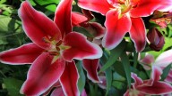 IMG_8855 копия