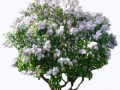 _sireni_yapfiles.ru_yapfiles.ru