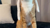 kung fu cat