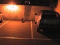 Fox with Cubs in London car park