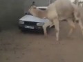 Angry Camel chasing a man