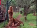 Tiger jumps to catch meat, filmed in slow-motion