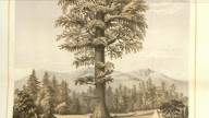 Sequoiadendron_giganteum_(49584058067)