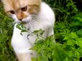 Не мешайте коту есть траву