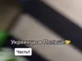 бешенцы