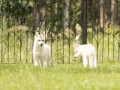 Карри_8