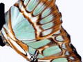 schmetterling