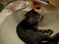 Кот моется